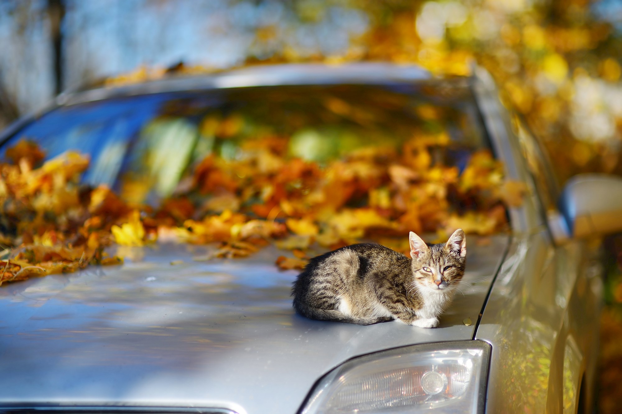 AA Car Care: Is your vehicle ready for autumn? - Driven Car Guide