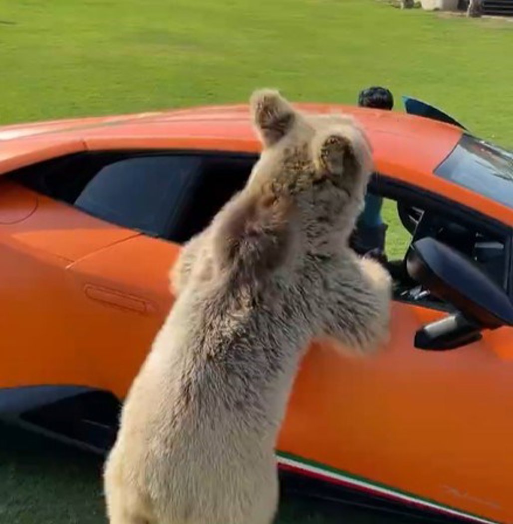 Friendly bear accidentally rips door off Huracan Driven Car Guide
