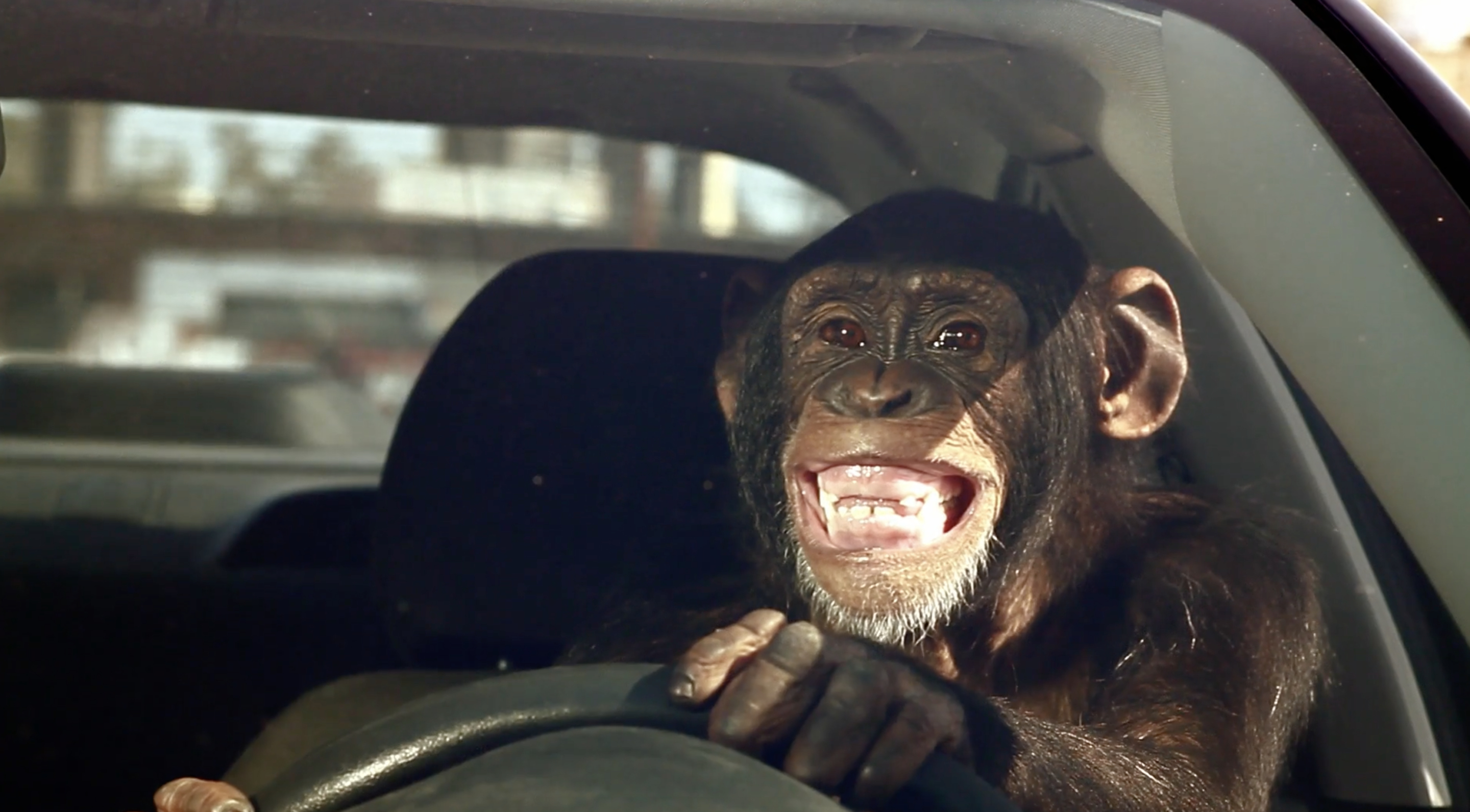 Monkey cars store