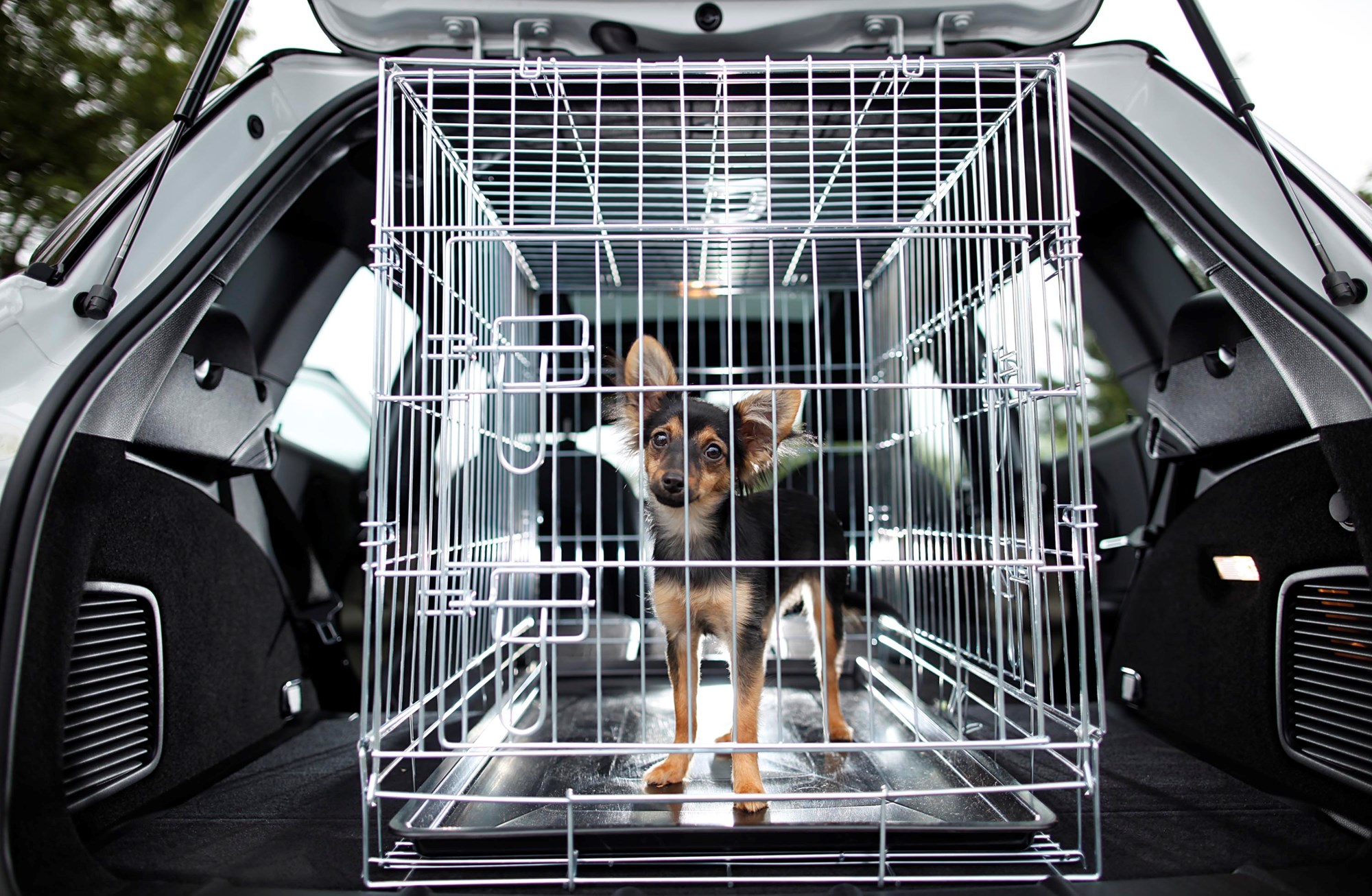 Take care of your best friend - Driven Car Guide