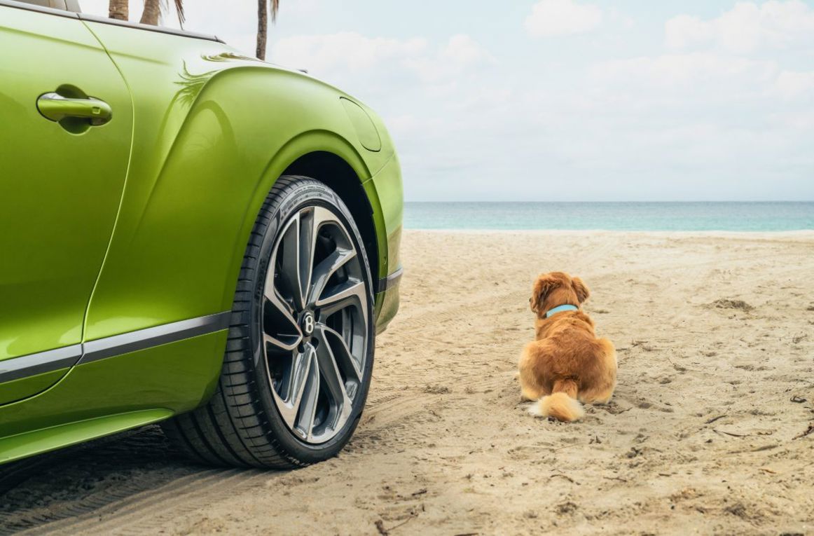 Bentley Residences dog spa.