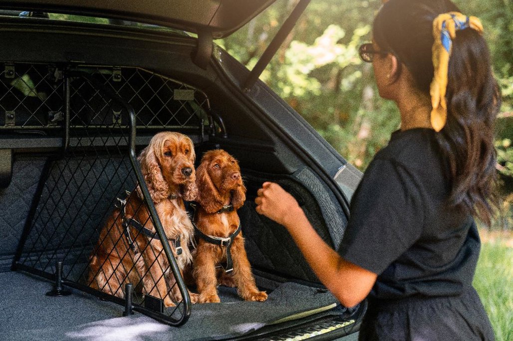 Can You Have Dogs in Rental Cars: Essential Rules & Tips