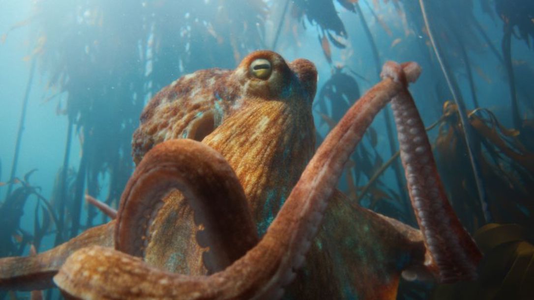 BMW's Okto the Octopus.