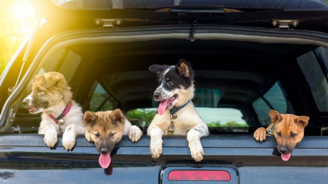 How to travel safely with your pet.