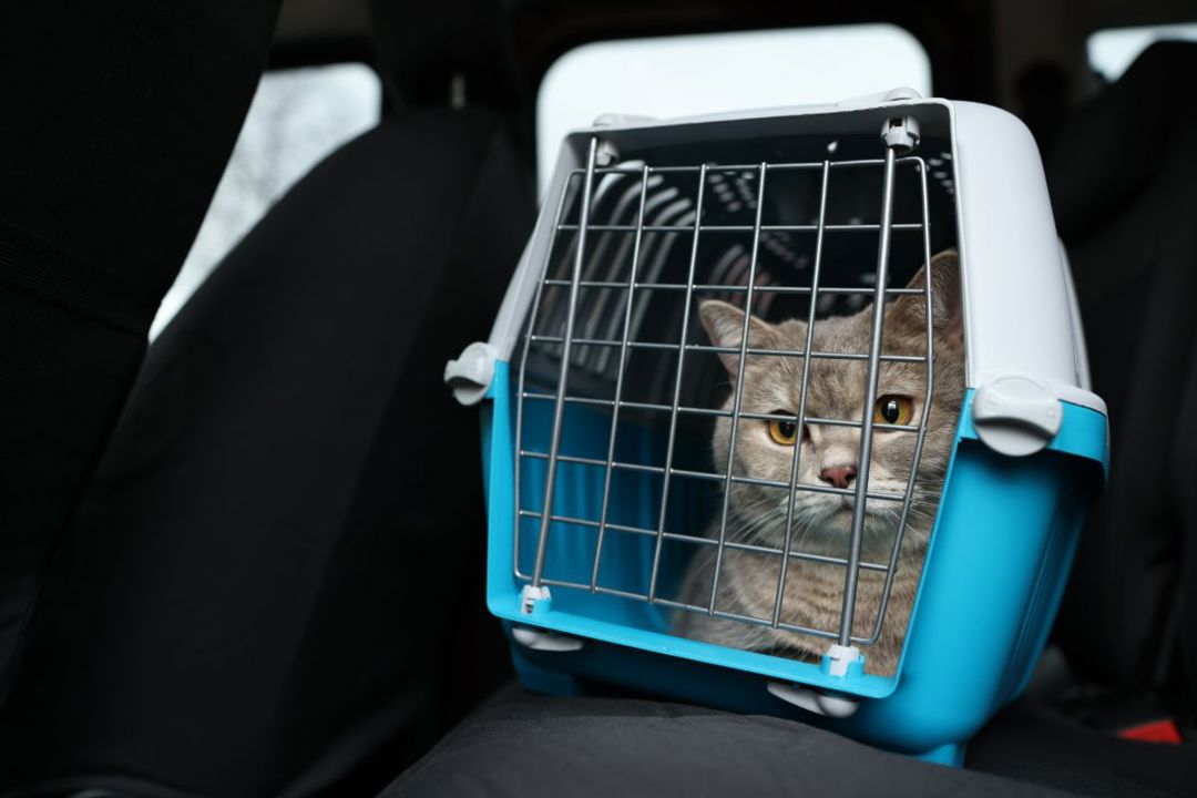 Travel safely with your pet.